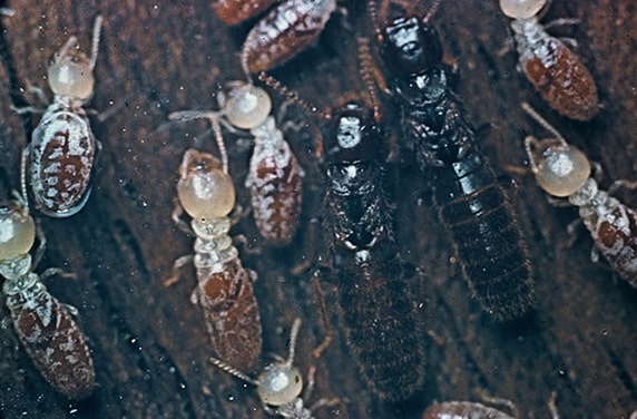 traitement termites