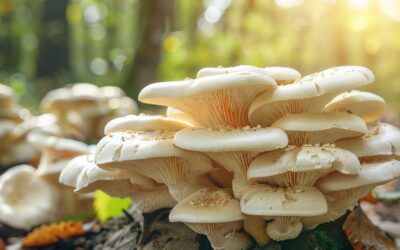 Champignon blanc sur bois extérieur : solutions adaptées