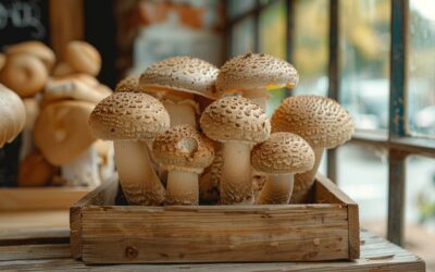 Champignon fenêtre bois: quels sont les précautions à prendre ?