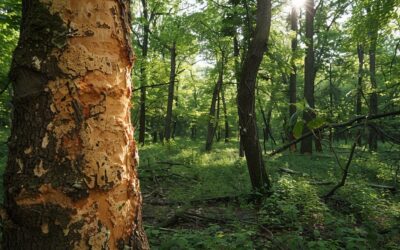 Gestion du capricorne du chêne: prévention et traitement